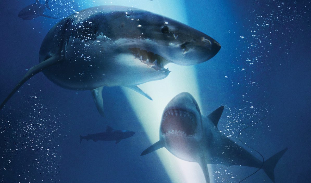Chciały tylko pooglądać rekiny... „Podwodna pułapka” – recenzja filmu DVD