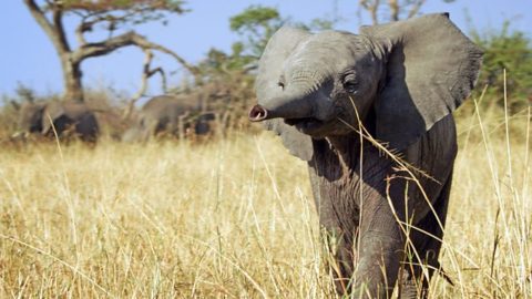 Prawdziwe życie zwierząt. „Serengeti” — recenzja filmu DVD